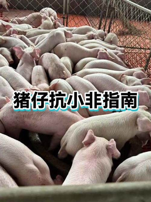 小非猪瘟几天自愈