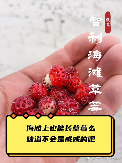 kong小草莓的简介
