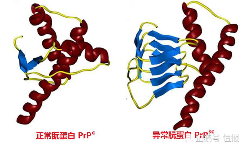 朊病毒是怎么复制的截图