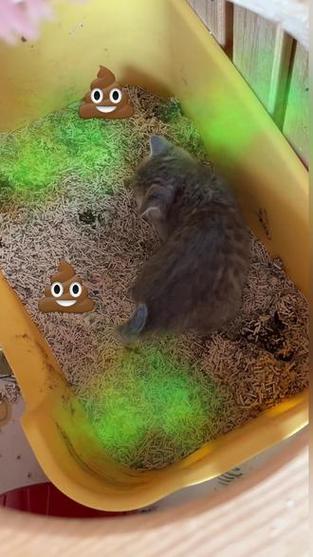 猫砂盆满了猫的反应