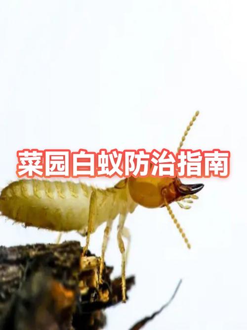 杀白蚁要花6000元正常吗