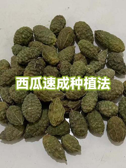 西瓜的种植方法缩略图