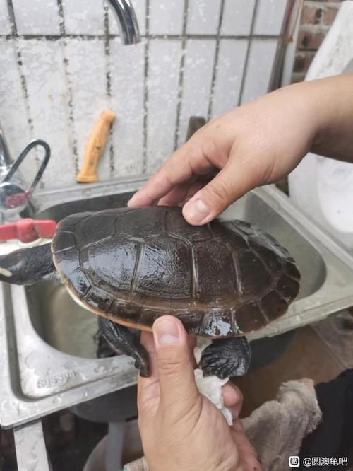 圆澳龟长大后的图片图标