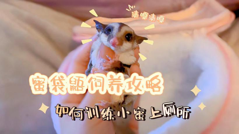 蜜袋鼯的生活视频截图