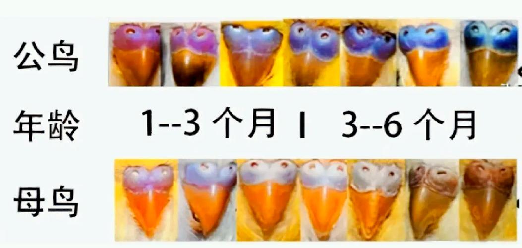 招财鹦鹉能长多大