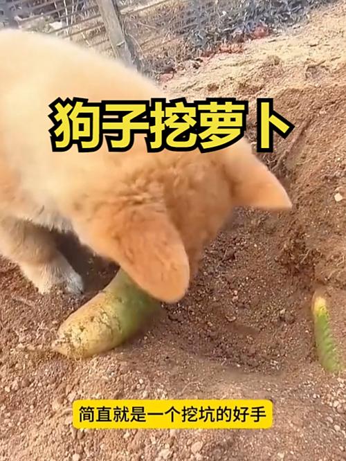 狗 萝卜