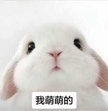 兔子动漫人物
