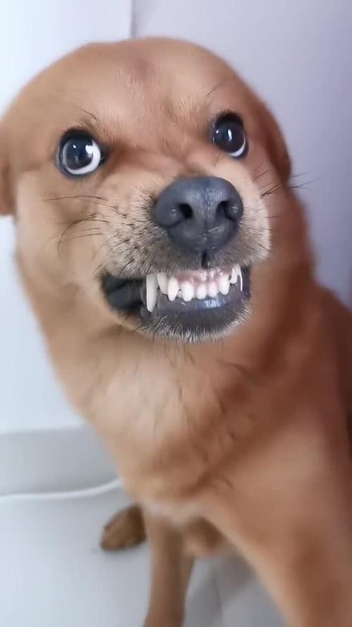 狗呲牙表情包gif