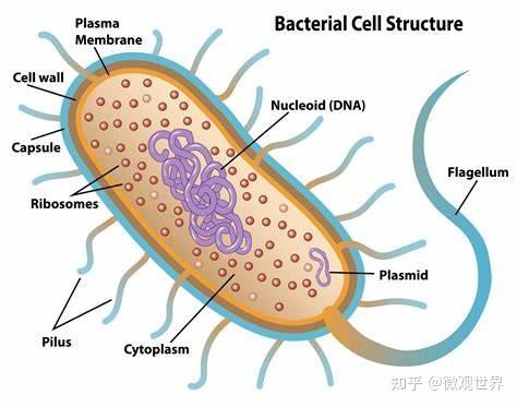 病毒和细菌是不是并列关系