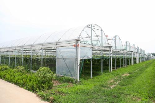 阳光种植场缩略图