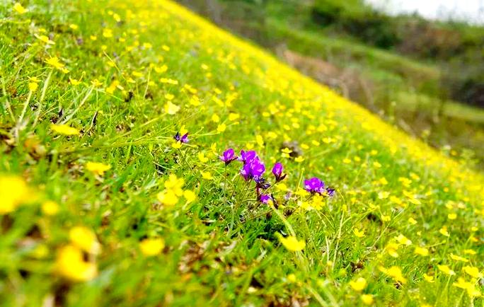 陌上花什么意思缩略图