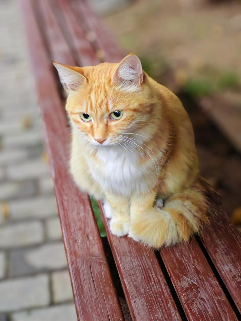 糖猫退出重新登录不了