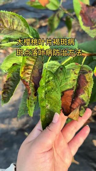 大樱桃病害图片大全