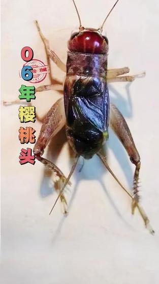 蟋蟀十大凶虫图片缩略图