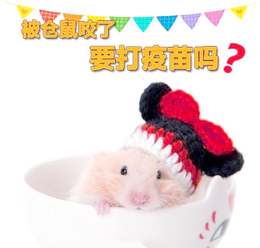 小仓鼠被大仓鼠咬伤了怎么办