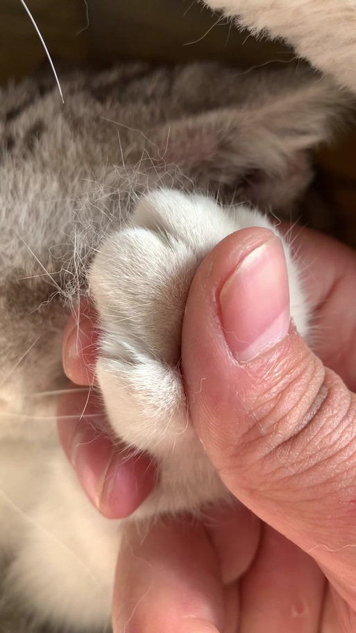 猫的后爪子指甲剪不剪