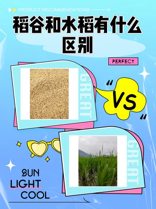 水稻跟稻谷一样吗