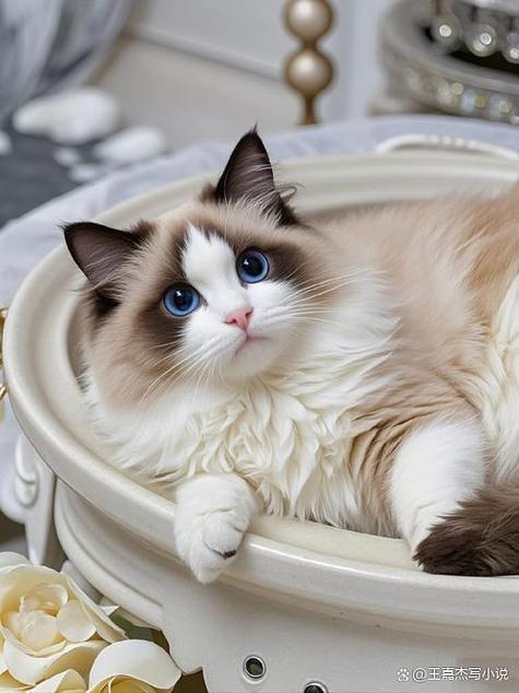 十大最干净最好养的猫