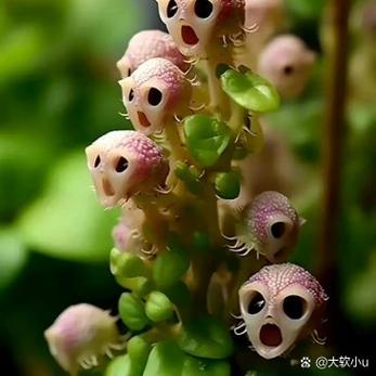 代趣花