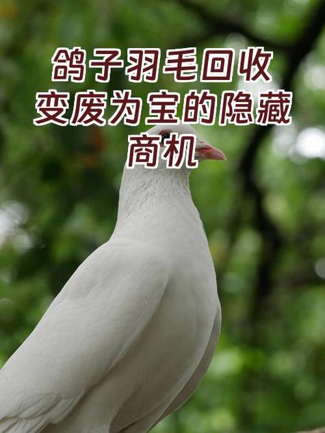 旧羽毛球回收价格表缩略图