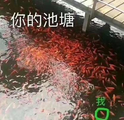 欢迎来到我的鱼塘表情包