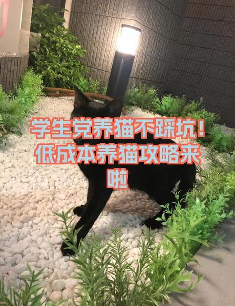 低成本喂猫
