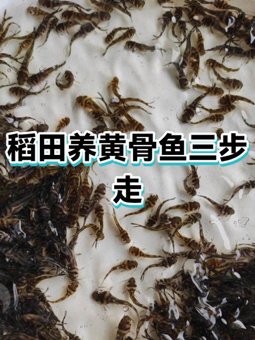 稻田养鱼适合养什么鱼