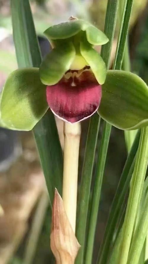 豆瓣红素