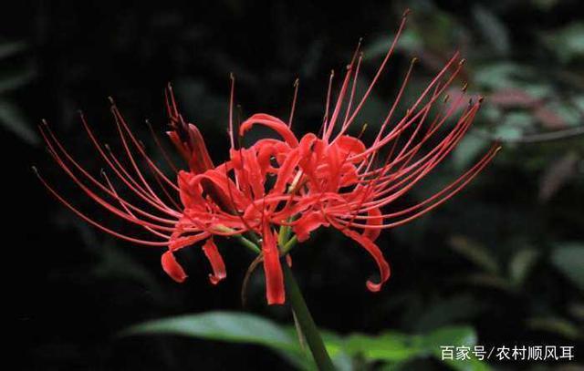 彼岸花可以治什么病