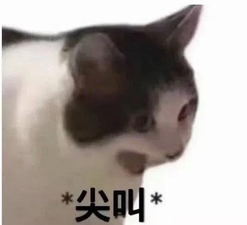 尖叫猫表情包
