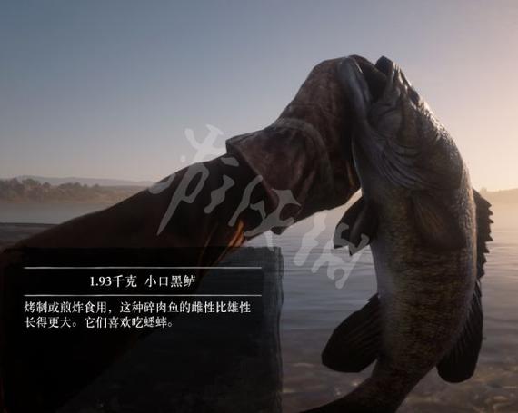 大镖客2碎鱼肉什么鱼出