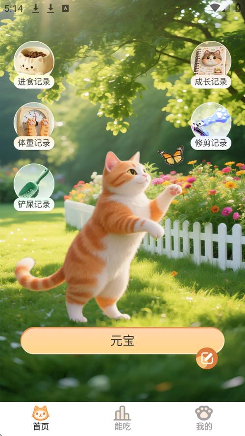小猫带回家要注意事项