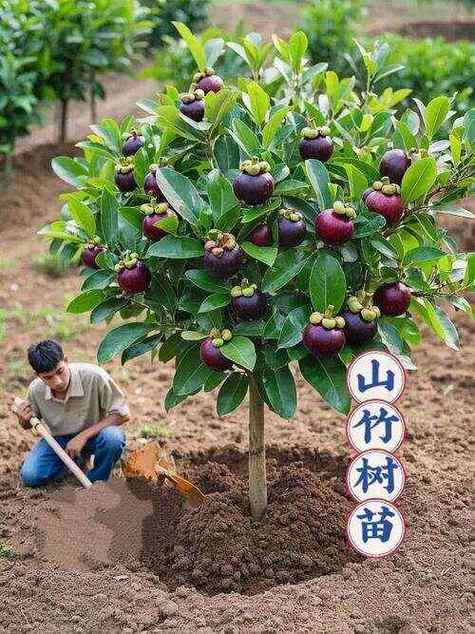 一年四季都有果子的果树吗