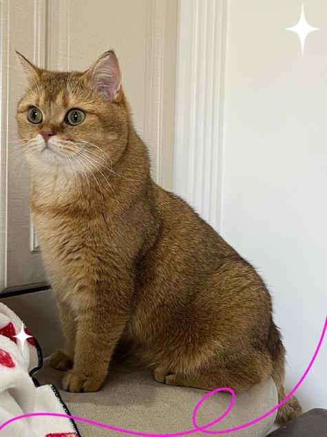 金渐层是橘猫吗