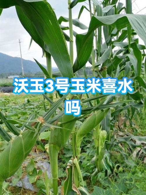 玉米喜水吗