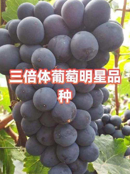 北方葡萄最好三个品种截图