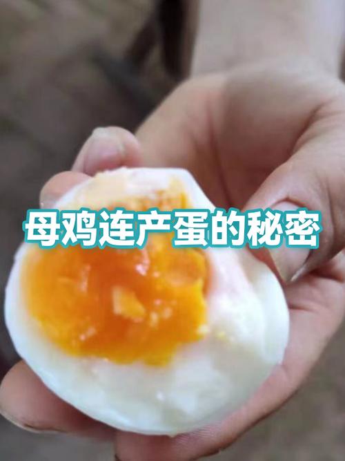 母鸡多少年后不再下蛋
