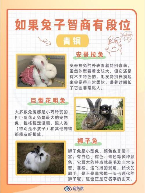 兔子的智商相当于人几岁