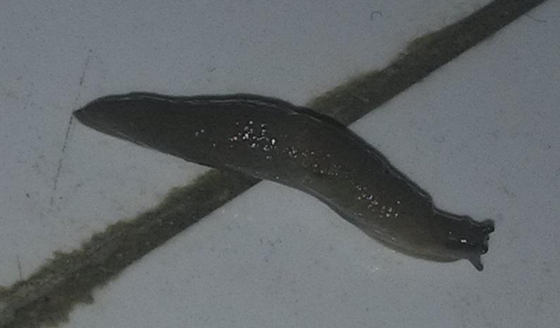 马桶里有黑色细线虫子