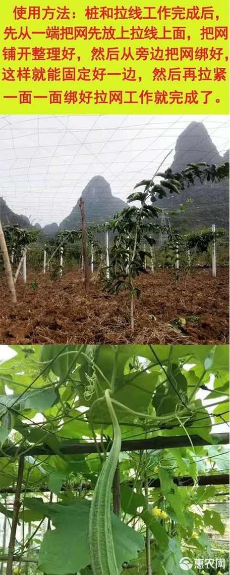 百香果斜拉网