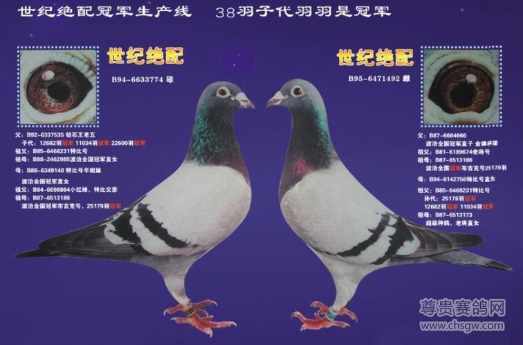 世界十大名鸽