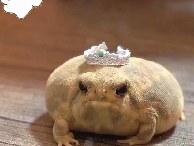 沙漠雨蛙多少元一只