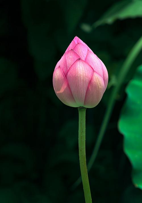 荷花花苞