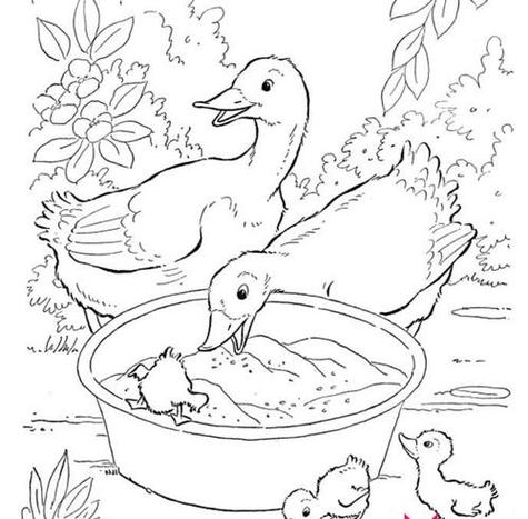 小鸭一家