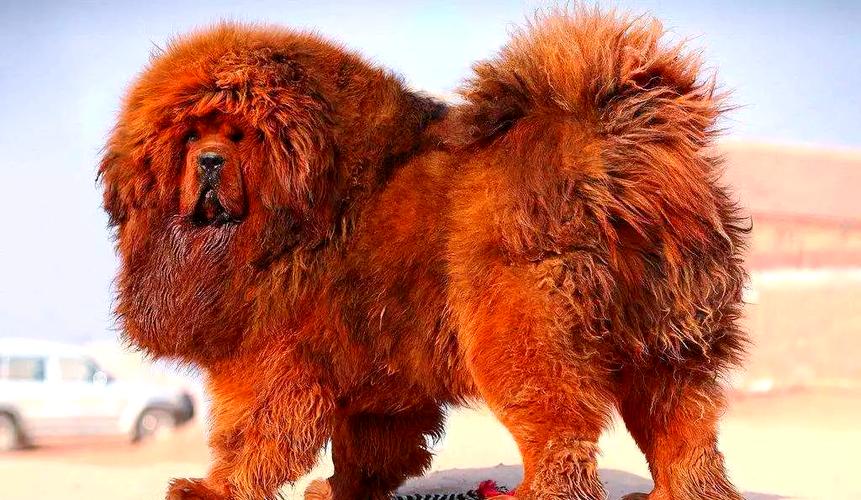 正宗藏獒图片