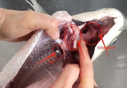 鱼鳃去除妙招