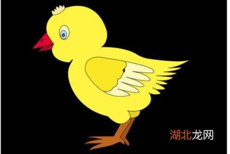 chicken复数