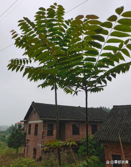 门口大树高过房屋好吗