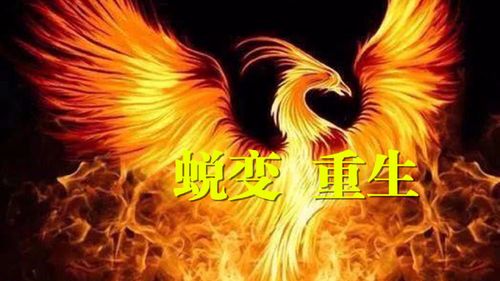 oppo手机相册彻底删除了怎么恢复图标