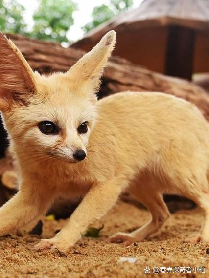 野生wildlifebuild